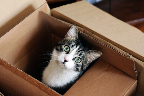 cat-in-box