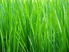 grass